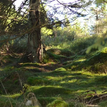 In The Upper Harz In * Wildemann